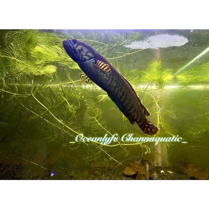 [BISA COD] Channa Bleheri Rainbow PREMIUM