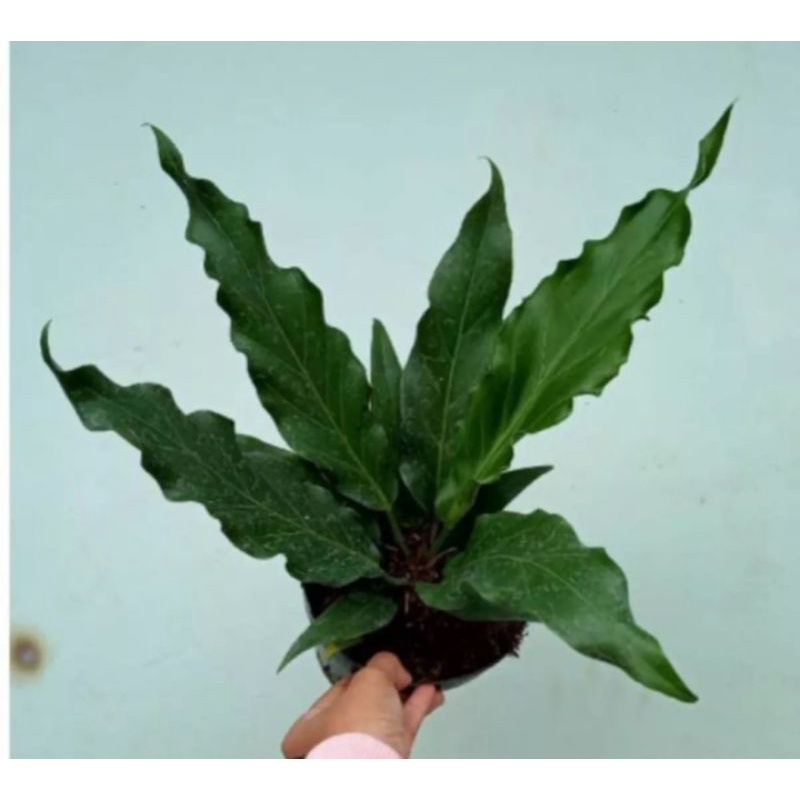 Tanaman Hias Pohon Antoriun Gelombang Cinta/ Antorium Gelombang cinta