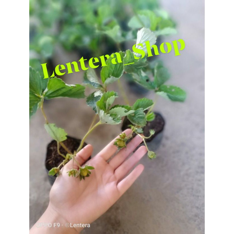 

Strawberry California Berbuah