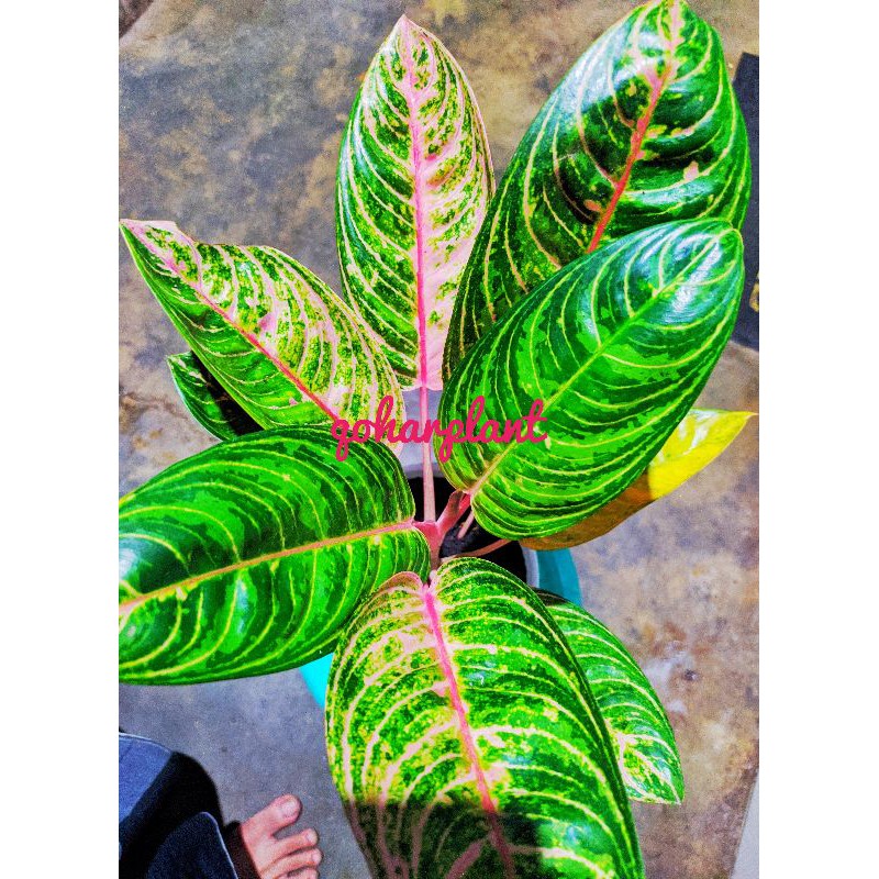 aglonema madam suroyo