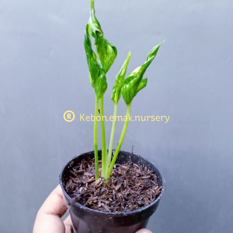 EPIPREMNUM SHANGRILA VARIEGATA