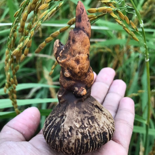 Batu Buntet Tunas Kelapa