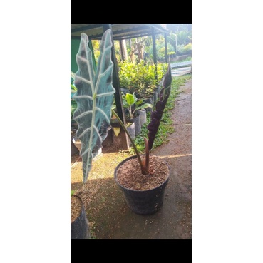 alocasia amazonica