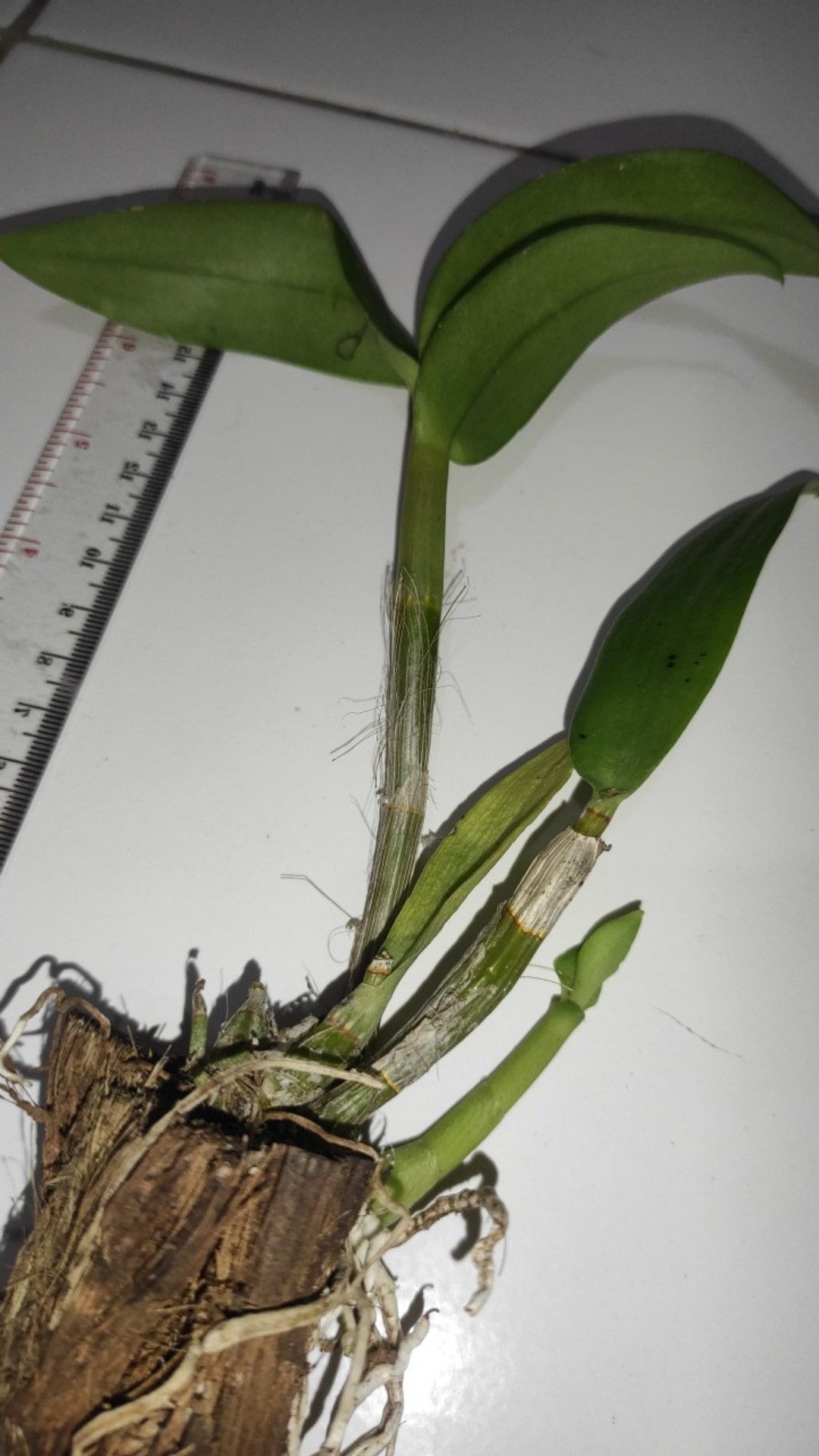 Anggrek Dendrobium Thailand Aneka Warna