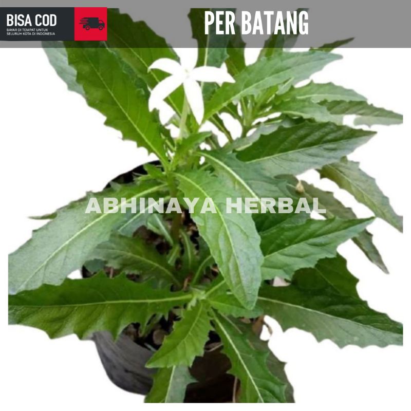 

Daun kitolod / Tanaman kitolod obat herbal