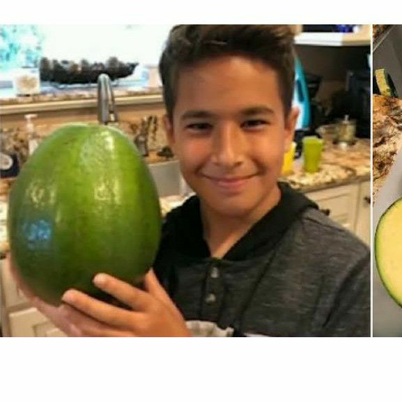 Alpukat Jumbo | bibit alpukat Markus jumbo