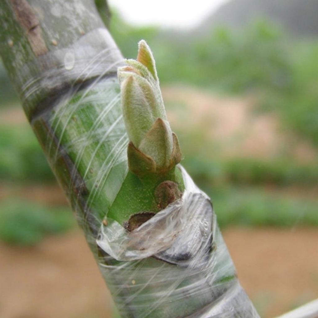 GRAFTING TAPE OKULASI 2/3/5CM Penyambung Ranting Cangkok Sambung Tanaman untuk Peralatan Berkebun FEZONE