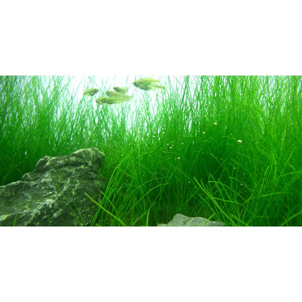 Bibit Benih Tanaman Air Mini Hair Grass Hairgrass Seed Aquascape Aquarium