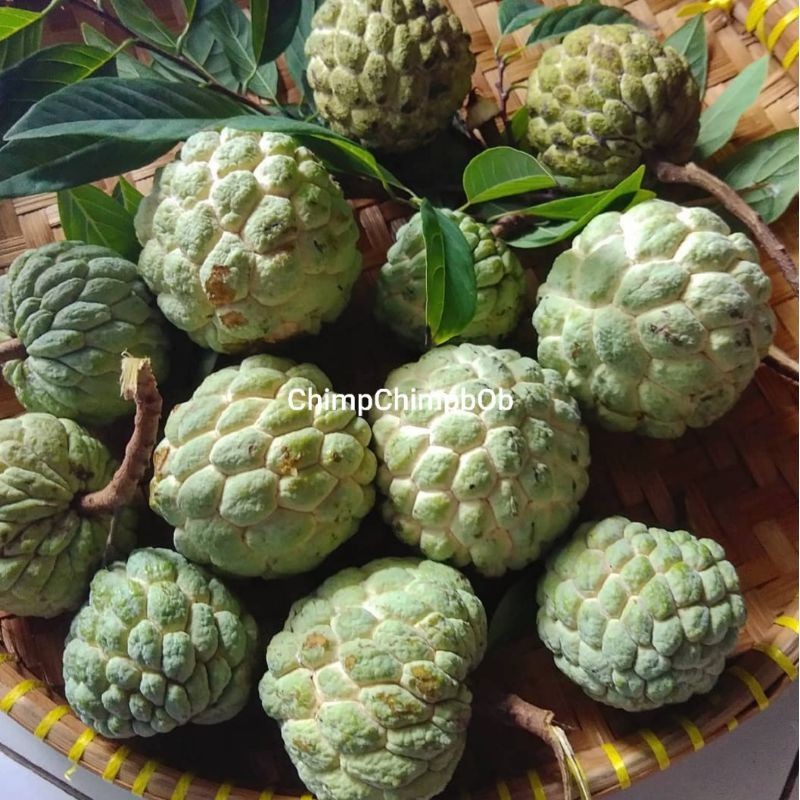 SRIKAYA BUAH SEGAR / SUGAR APPLE / PINEAPPLE CUSTARD FRUITS 500 GR