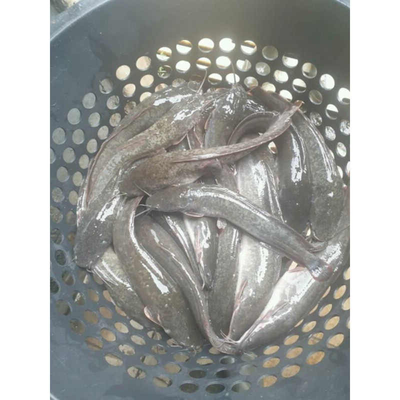 

IKAN LELE