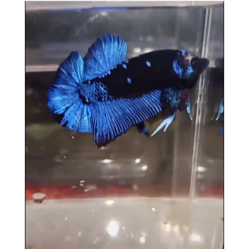 avatar gordon