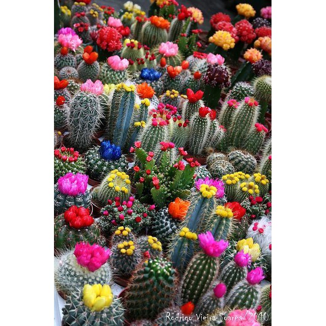 Benih Bibit Biji - Cactus Superfine Mixed Kaktus Bunga Hias Ornamental Seeds - IMPORT