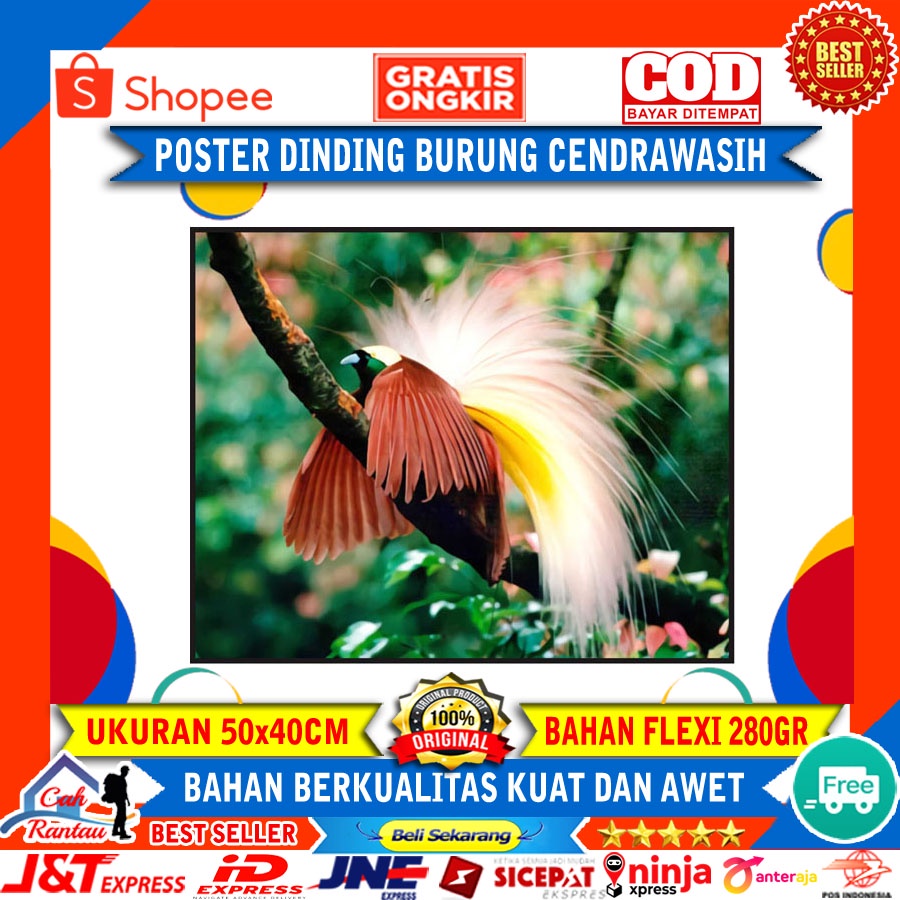 Dekorasi Hiasan Poster Dinding Burung Cendrawasih
