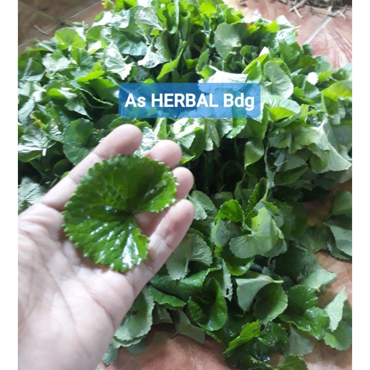 

Daun pegagan segar MURNI Daun 200 gram-az