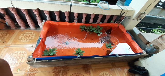 Terpal Kolam Ukuran 150x70x25 Original Type A12 Korea Super Orijinal