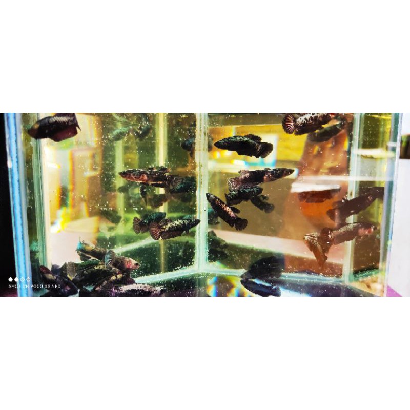 cupang avatar cooper/khusus sepair/ TOP GRADE// ORI Thailand..