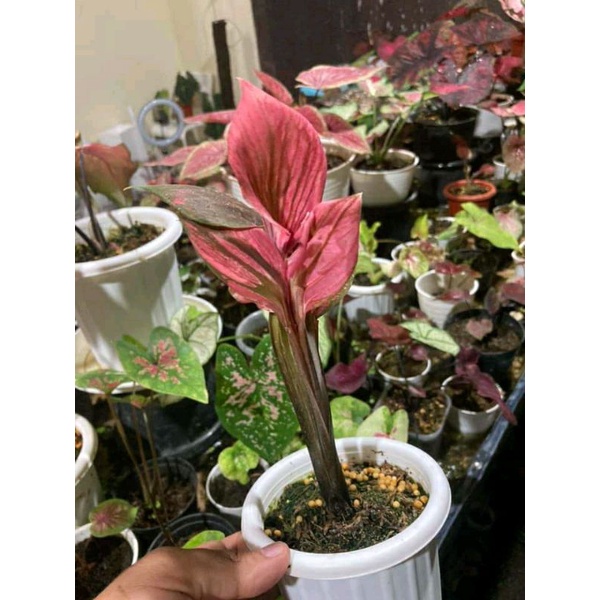 umbi caladium red kujang original berkualitas