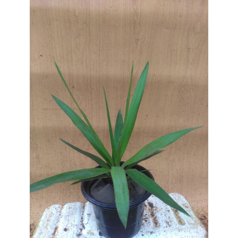 Tanaman Yucca Gigantea/Yucca elephantipes