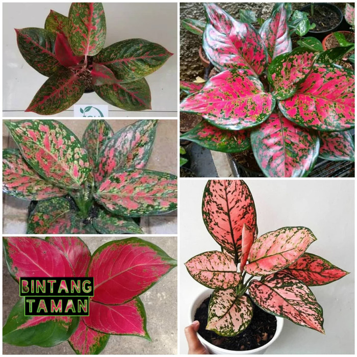 5 Tanaman hias aglonema stardust,venis,kochin,valentin,dud anjamani