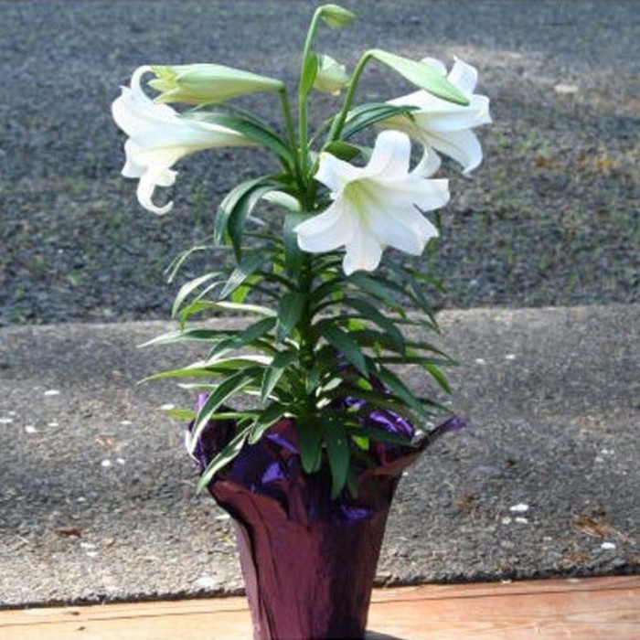 Bibit Bunga Easter Lily