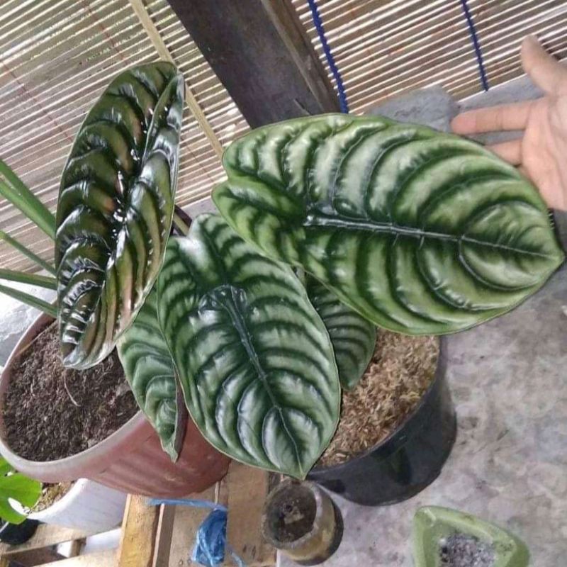 tanaman hias alokasia cuprea keladi tengkorak asli super jumbo rimbun
