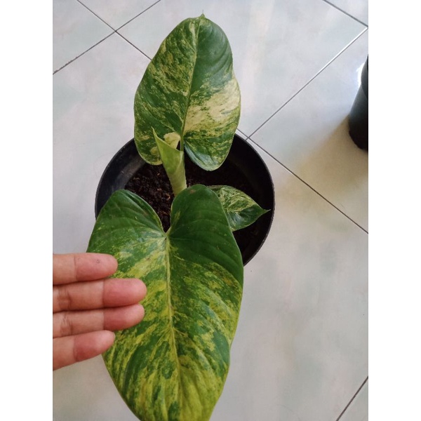 Tanaman hias Homalomena Varigata Kuning menoor