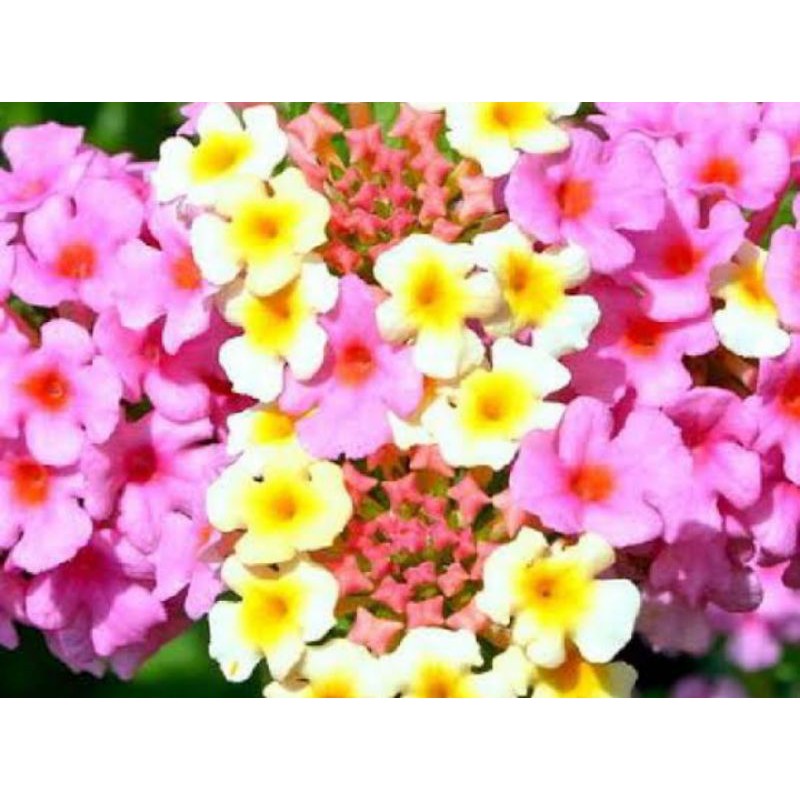 lantana sp/waung bisa pilih warna