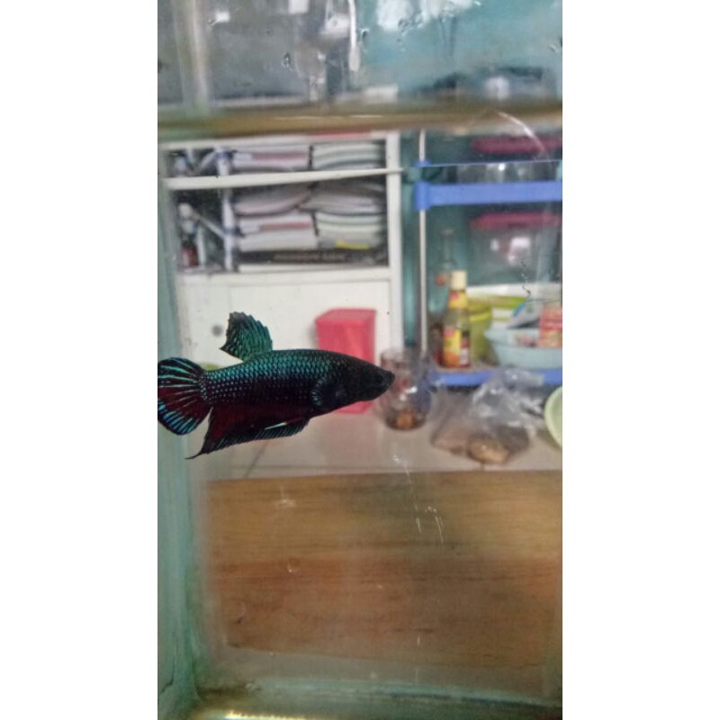 ikan cupang bagan gian/jayen siap breet (foto yg di atas itulah ikannya