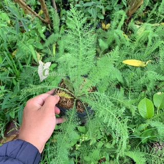 Jual Tanaman Herbal Daun Seribu (Yarrow) | Shopee Indonesia