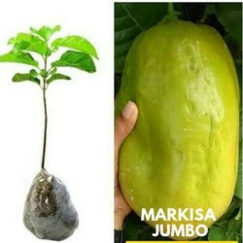 

markisa jumbo beli 3bibit gratis 1 bibit