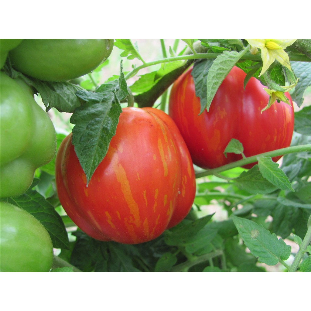 Benih Bibit Biji - Tomat Striped Cavern Tomato Seeds