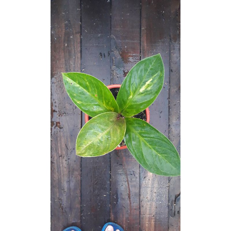 Jemani Mangkok Tornado