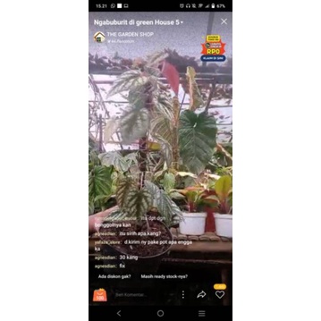 tanaman hias sirih wulung