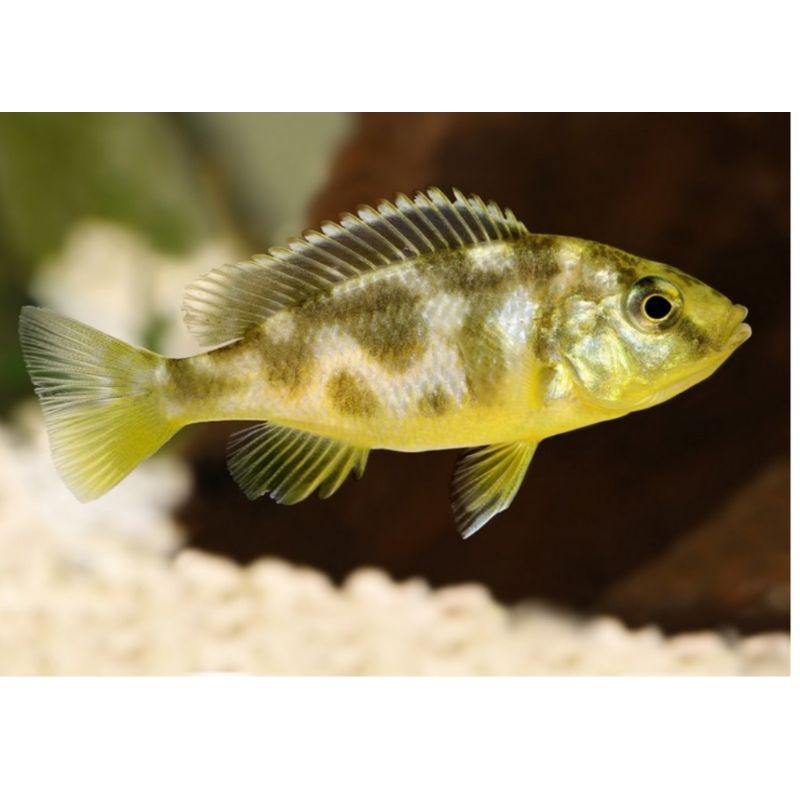 IKAN HIAS CHICLID VENUSTUS