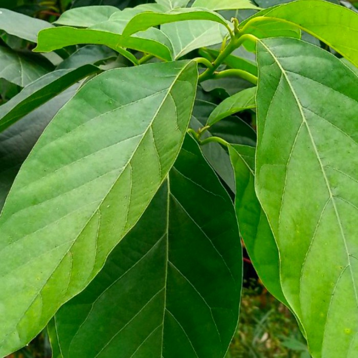 

Daun alpuket segar pre 30 lembar daun alpuket pilihan untuk herbal