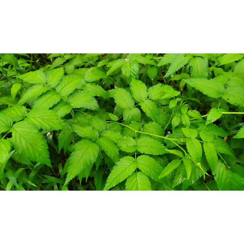 

Daun Arbei/arben/raspberry Paling Murah 100% Obat Herbal