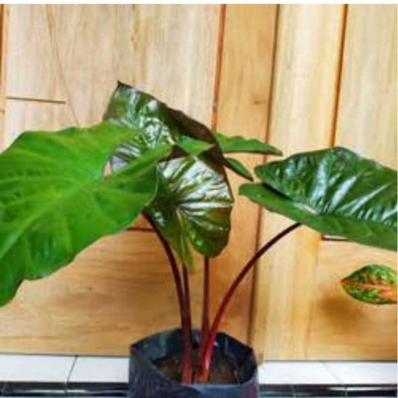 sente wulung remaja / sente hitam /alokasia hitam