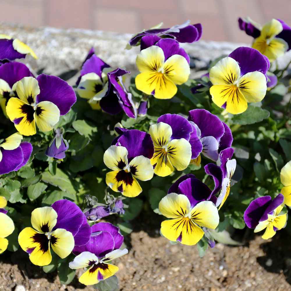 PlantaSeed - 50 Seeds - Viola Johnny Jump Up Biji Bunga - PAS0210