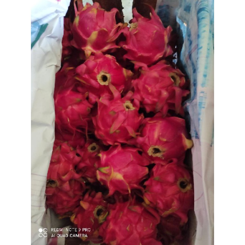 

buah naga merah 1kg manis dan gede
