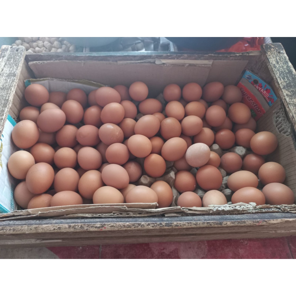 

Telur Ayam Negeri