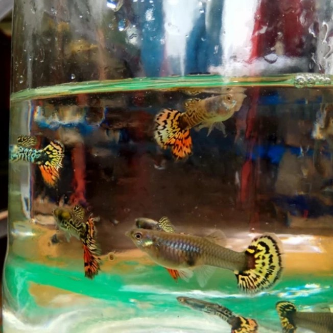 

ikan guppy pelatinum yellow tiger 1 pairr