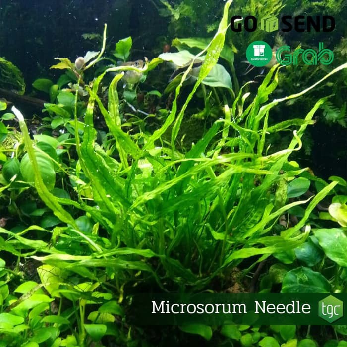 Promo Kadaka Needle / Microsorum Needle terbaik