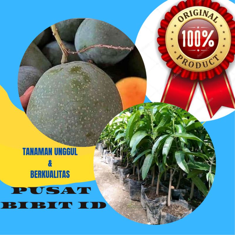 BIBIT Mangga Manalagi Okulasi cepat berbuah