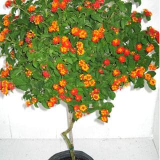 1 Biji Benih Bonsa Bunga Lantana Camara Jingga