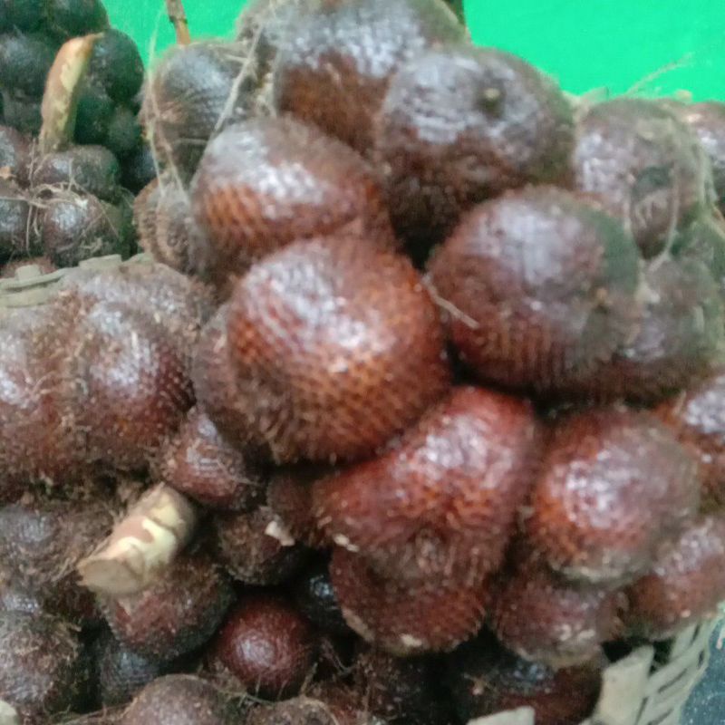 

SALAK PONDOH