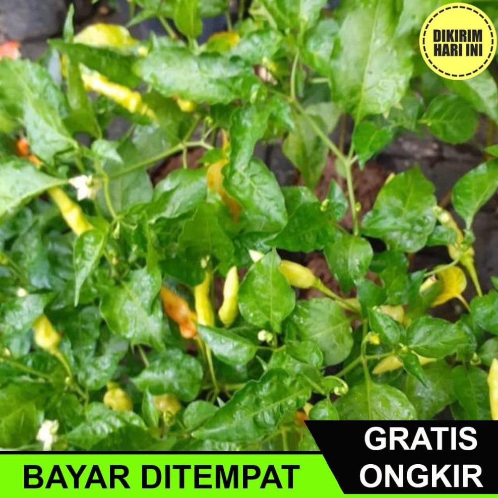 

(BAYAR DITEMPAT) BC3277 TANAMAN CABE RAWIT SETAN - CABE RAWIT SUPER PEDAS
