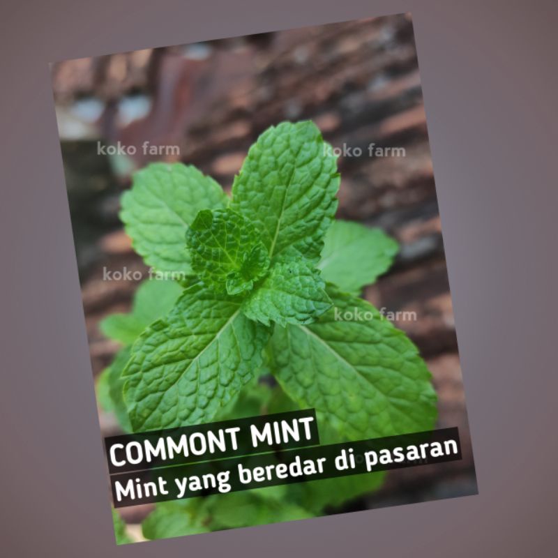 Jual Bibit Mint Tanaman Daun Mint Jenis Commont Mint Tanaman Mint Shopee Indonesia