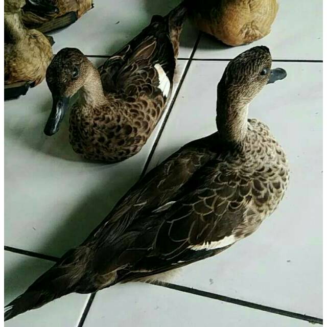 Jontrot Patung Belibis Asli Shopee Indonesia