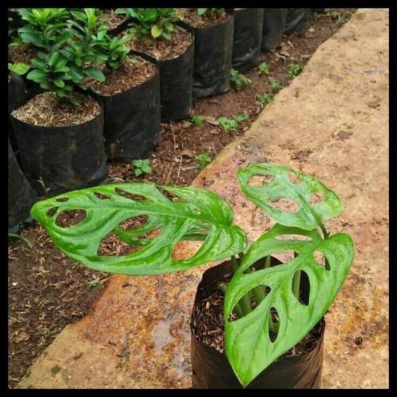 TANAMAN HIAS MONSTERA JANDA BOLONG OBLIQUA 2-3 daun