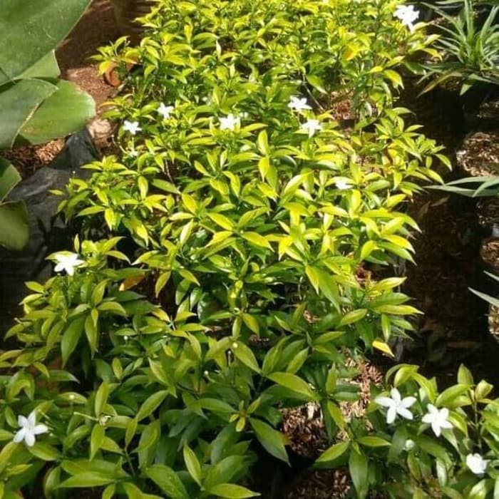 Tanaman Hias Bunga Rembosa Mini